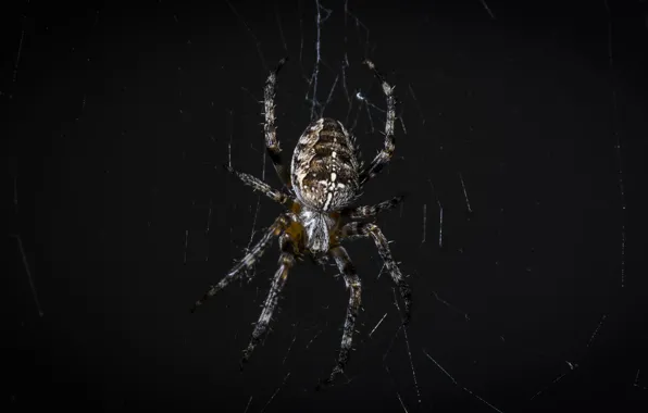 Picture background, web, spider