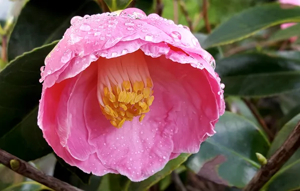 Picture Macro, Camellia, Macro, Drops, Blossom, Camellia, Raindrops, Pink flower