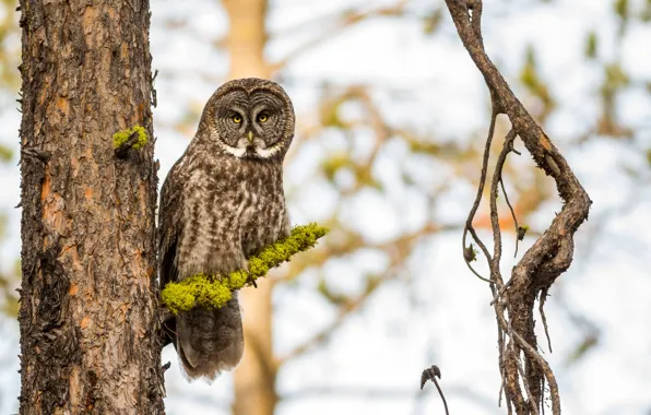 Picture trees, owl, bird