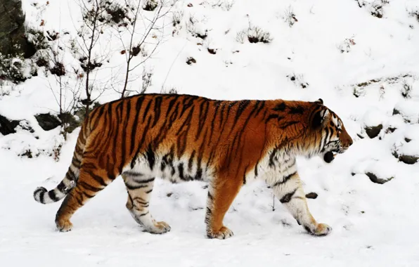 Winter, snow, Tiger, taiga