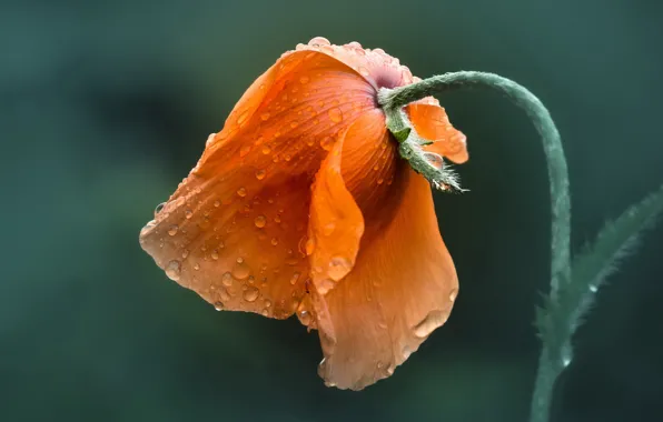 Flower, nature, Mac