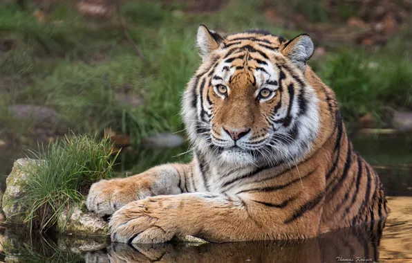 Look, water, tiger, predator, wild cat, The Amur tiger