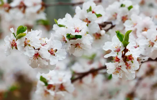 Flower, flowers, nature, travel, Asia, plants, spring, Sakura