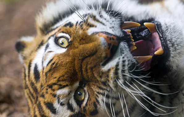 Cat, face, tiger, mouth, fangs, grin, Amur, ©Tambako The Jaguar