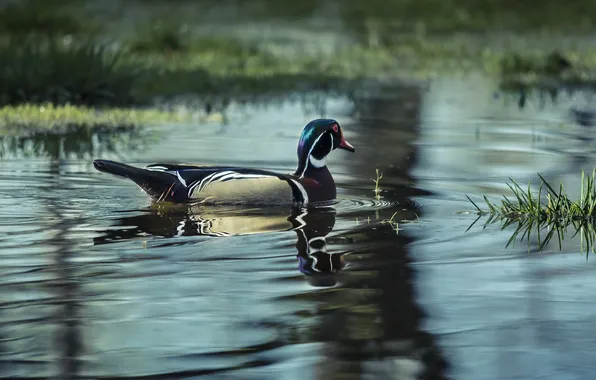 Wave, lake, mirror, duck