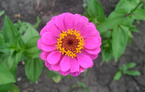 Picture leaves, green, petals, pink, zinnia