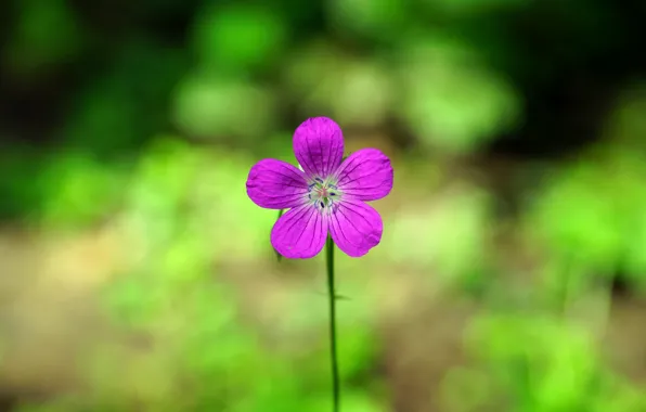 Picture flowers, nature, background, plant, minimalism