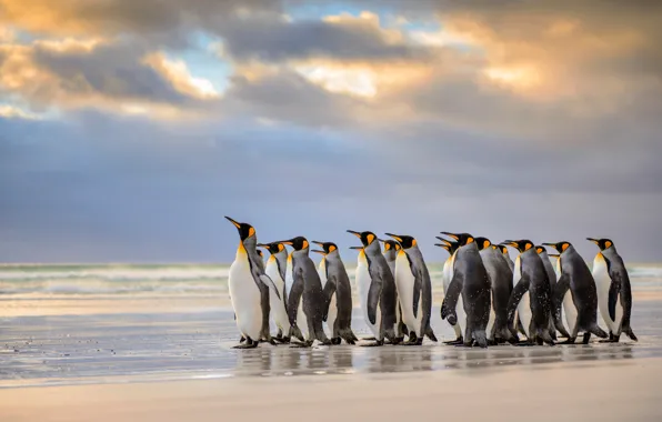 Beach, The Atlantic ocean, Royal penguins, Falkland Islands