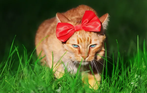 Picture cat, cat, bow, face