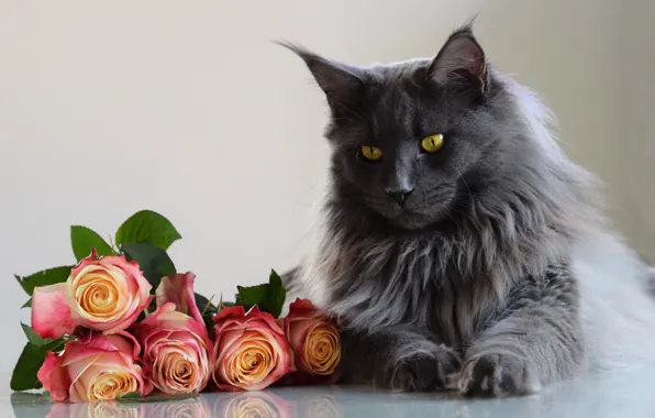Cat, cat, look, face, flowers, grey, portrait, roses