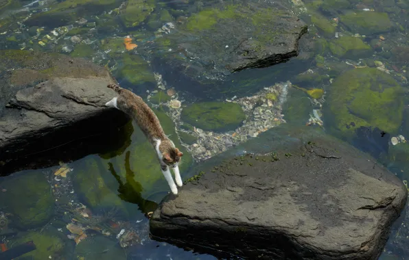 Picture cat, water, algae, stones, jump, stranded