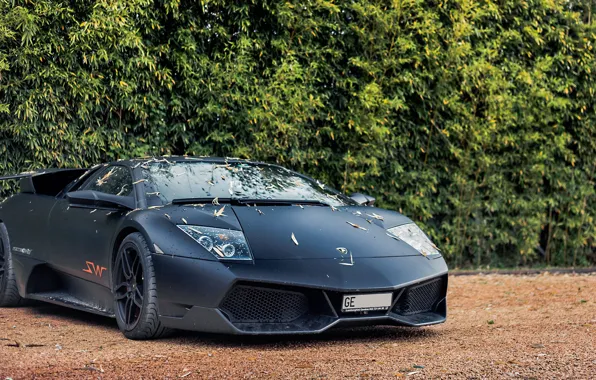 Picture Lamborghini, Lamborghini Murcielago, Murcielago