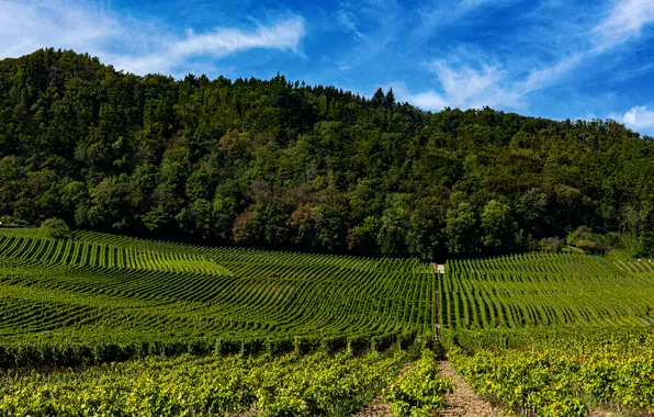 Greens, field, forest, summer, the sky, clouds, trees, blue