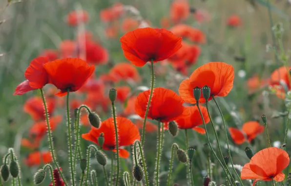 Field, summer, red, nature, Maki