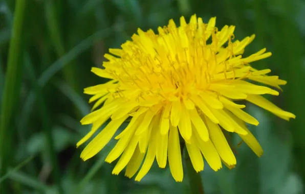 Picture grass, macro, yellow, dandelion, curls