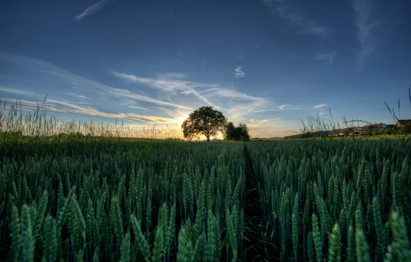 Picture field, the sky, grass, the sun, landscape, sunset, tree, spikelets
