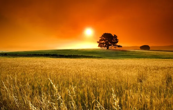 Picture field, the sun, horizon, spikelets