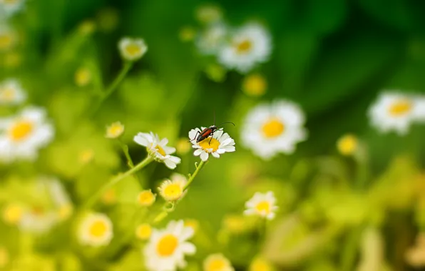 Summer, grass, flowers, yellow, green, beetle, Chamomile