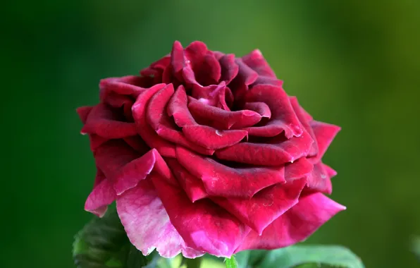 Flower, background, pink, rose, Bud, lush, bright