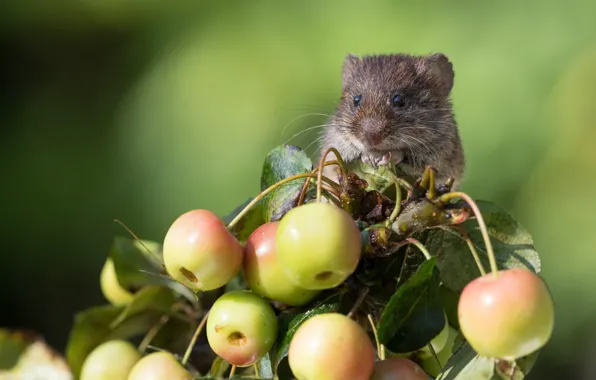 Picture background, rodent, apples, Bank vole
