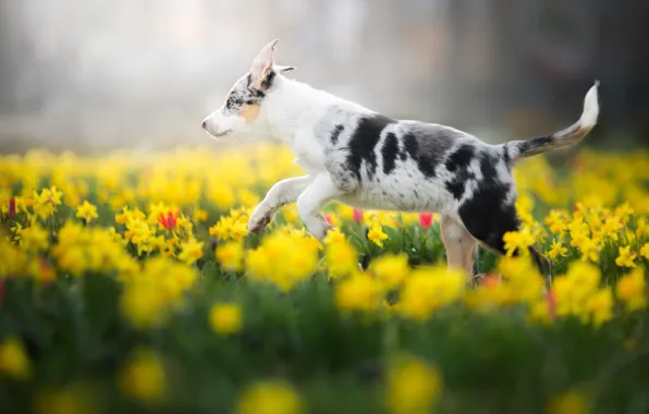 Field, white, flowers, nature, Park, background, glade, dog