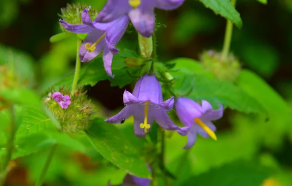 Flowers, Purple flowers, Purple flowers