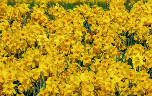 Field, flowers, yellow, spring, garden, flowerbed, a lot, daffodils