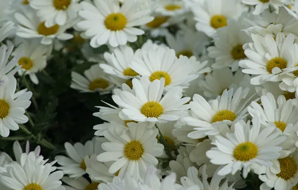 Flowers, chamomile, white, a lot, leucanthemum
