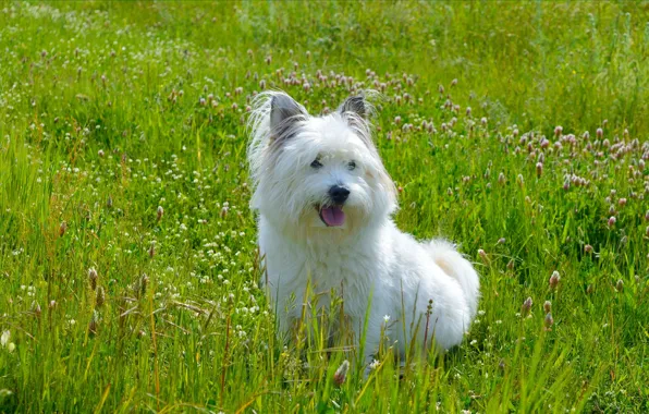 Picture Grass, Dog, Dog, Grass, The West highland white Terrier