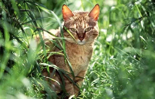 Grass, cat, nature, sitting