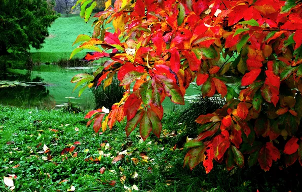 Autumn, grass, leaves, pond, Bush