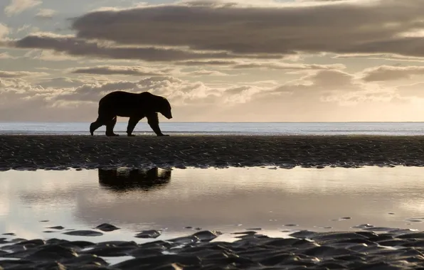 Animals, the sky, nature, river, stones, shore, bear