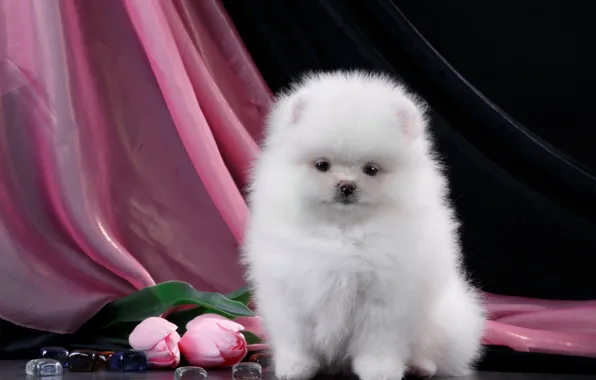 White, fluffy, tulips, puppy, Spitz