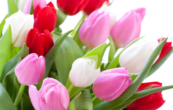 Picture leaves, bouquet, tulips, white background, buds, colorful, closeup