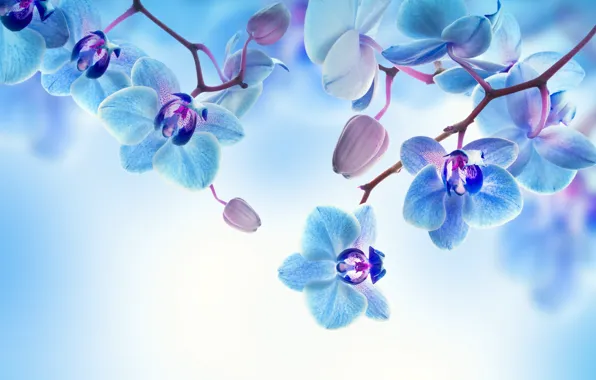 Picture flowers, background, petals, flowering, Orchid