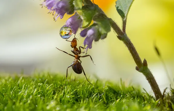Flower, Rosa, green grass, ant, insect, bokeh, Koledova Irina, macro photography of insects