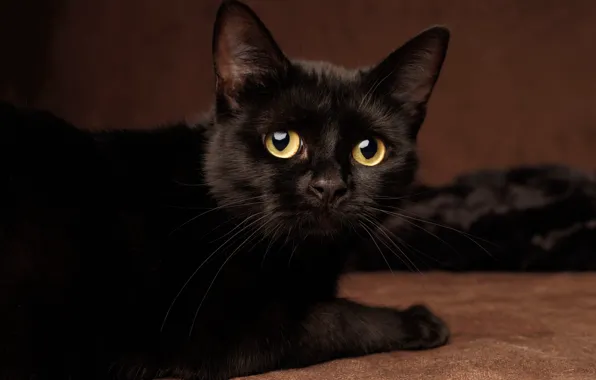 Picture cat, cat, look, black, lies, yellow eyes