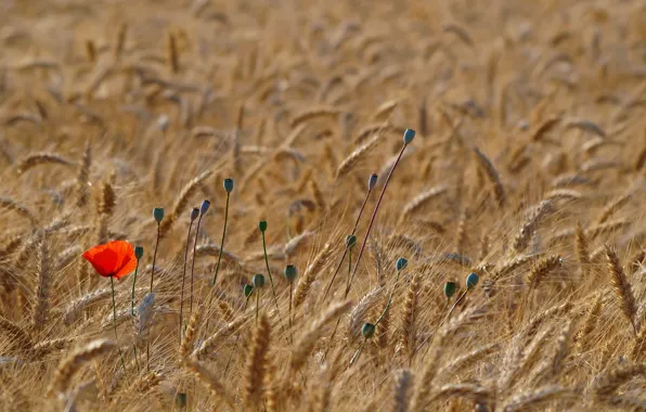 Wheat, field, red, Mac, Maki, spikelets