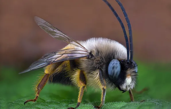 Macro, bee, background, OSA, insect, antennae