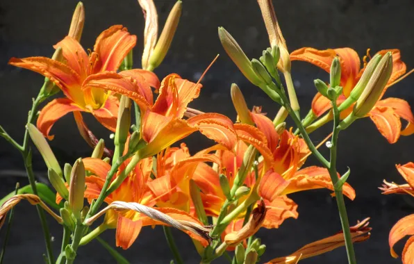 Flowers, orange, June, the daylilies, Mamala ©, summer 2018