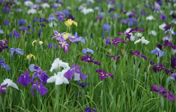 Summer, glade, colored, white, irises, field, lilac