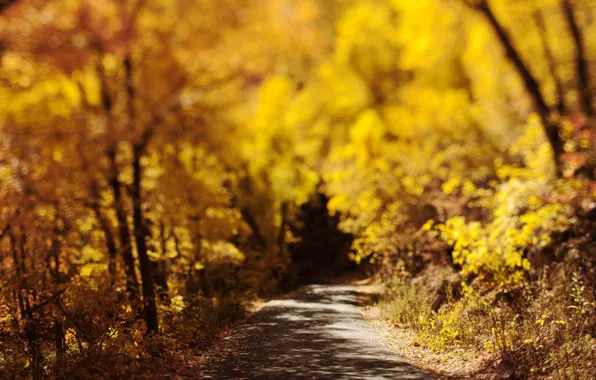 Road, autumn, nature, foliage, bokeh