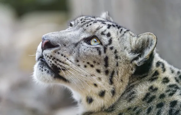 Picture face, IRBIS, snow leopard, look up