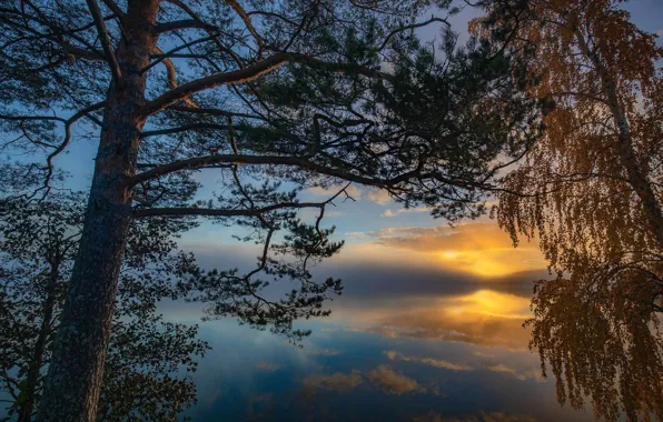 The sky, trees, birch, pine, Finland, Finland, Southern Savonia, South Savo