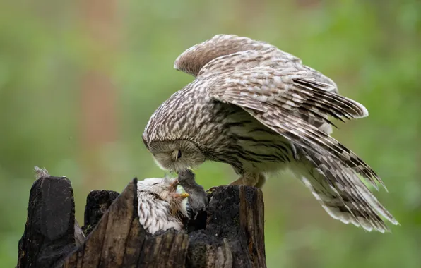 Owl, mouse, mining, owlet