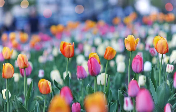 Tulips, buds, colorful, bokeh