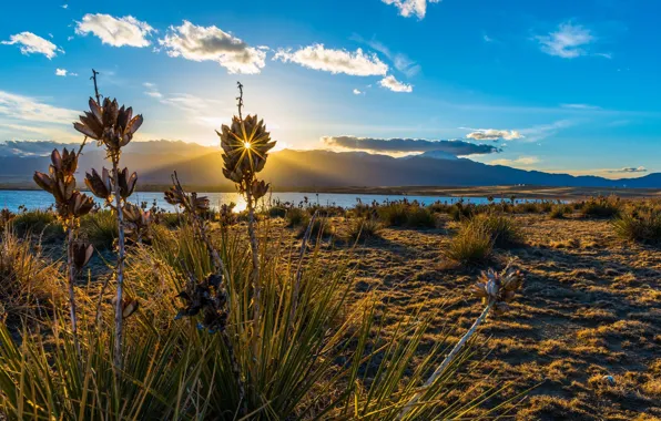 Grass, the sun, clouds, nature, lake