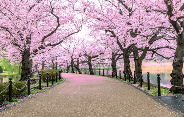 Road, Park, spring, Sakura, Asia, flowering