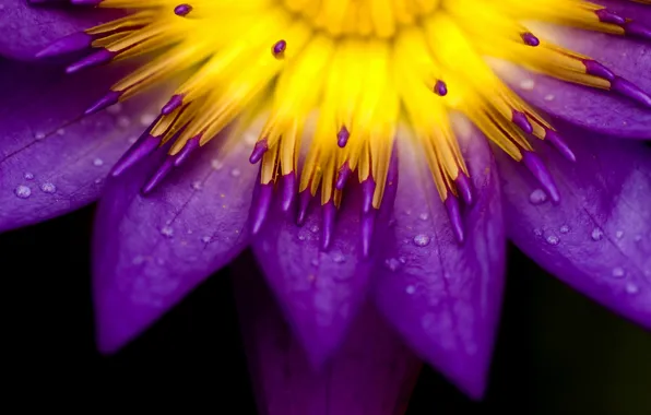 Picture flower, drops, Rosa, petals, water Lily