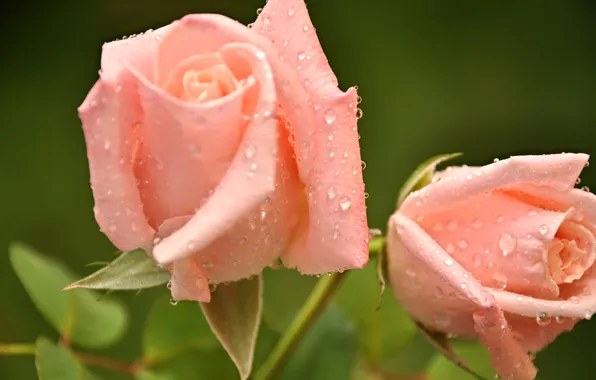 Water, drops, flowers, Rosa, rose, petals, Bud